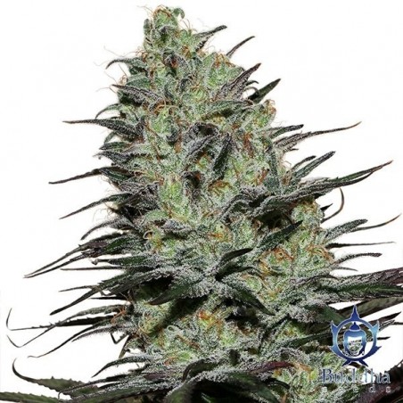 Morpheus planta de marihuana