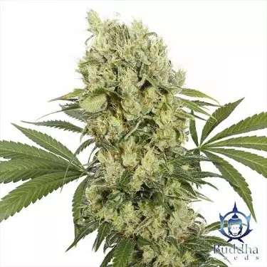 Medikit planta de marihuana