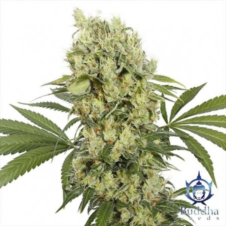Medikit planta de marihuana