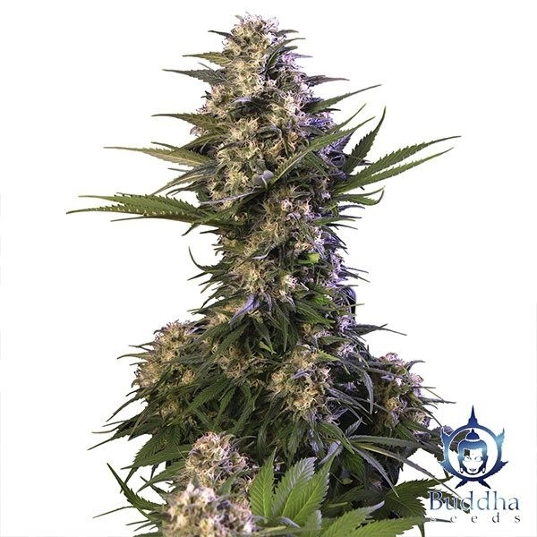 View Kraken planta de marihuana