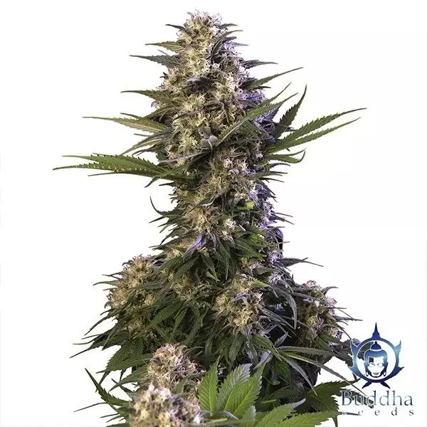 Sicht Kraken planta de marihuana