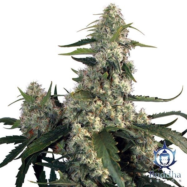 View Quasar planta de marihuana