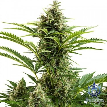 View Vesta planta de marihuana