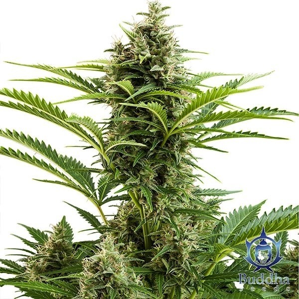 View Vesta planta de marihuana