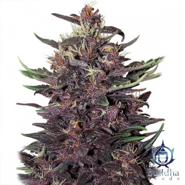 View Purple Kush planta de marihuana