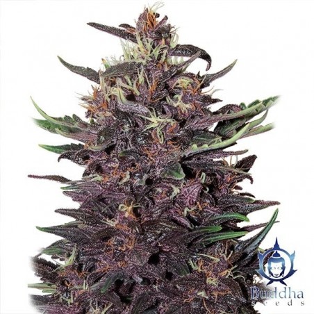Purple Kush planta de marihuana