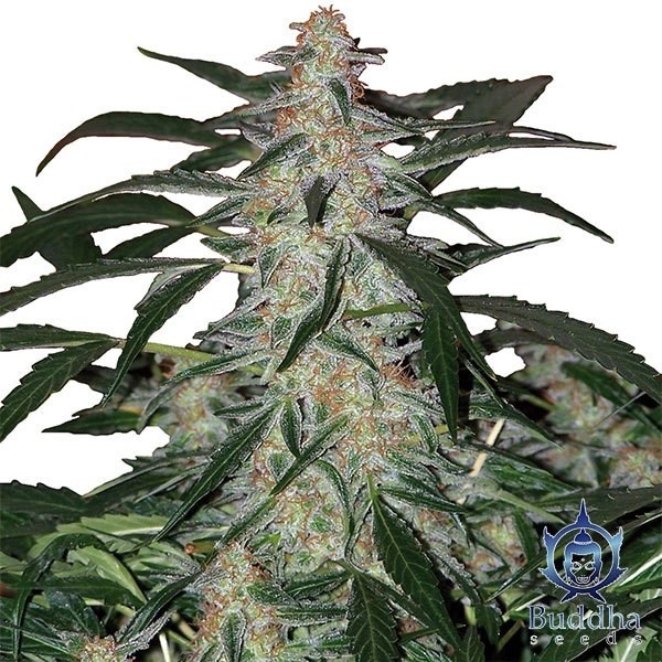 Planta de Syrup