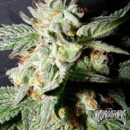 Vertrauliche Medizin Marihuana-Pflanze