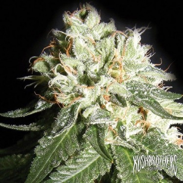 View OG Cheese planta de marihuana
