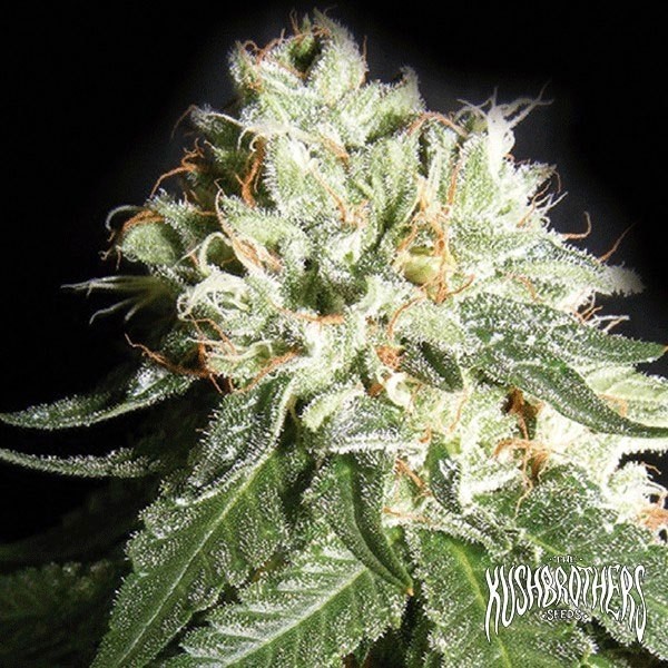 View OG Cheese planta de marihuana