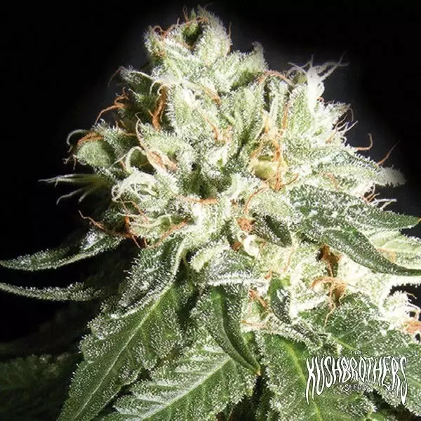 Sicht OG Cheese planta de marihuana