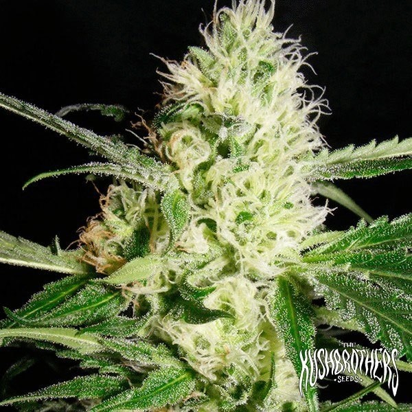 View Yellowstone planta de marihuana