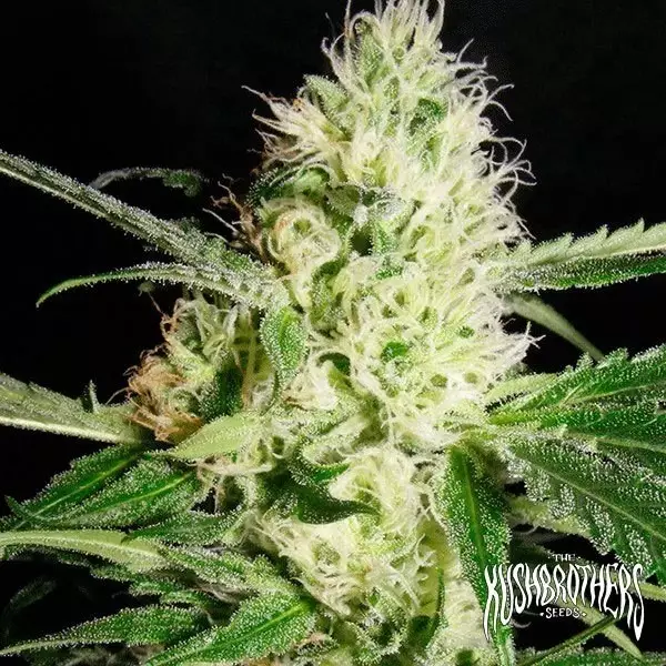 Sicht Yellowstone planta de marihuana