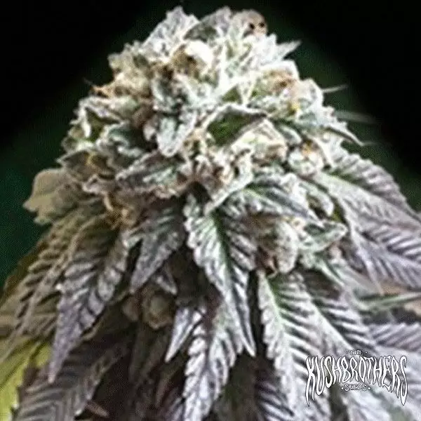 Sicht The Dark Side planta de marihuana