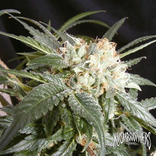 View Malibu planta de marihuana