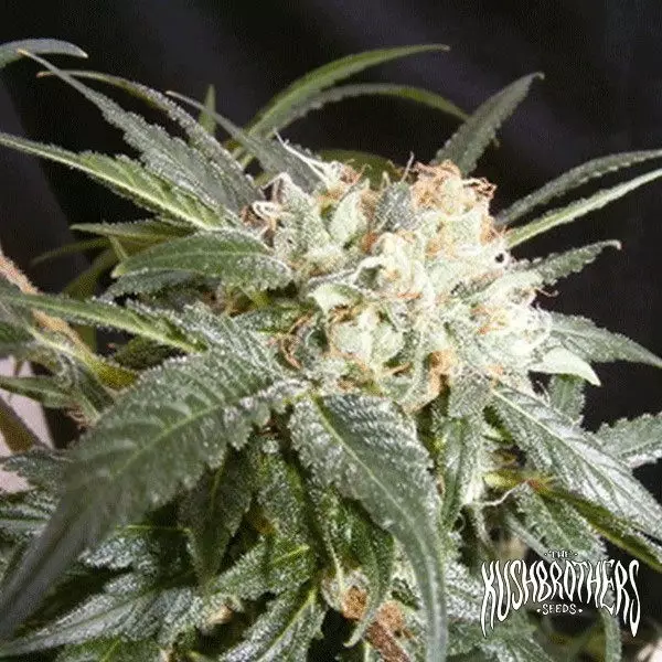 Sicht Malibu planta de marihuana