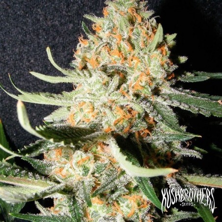 Exotic Kush