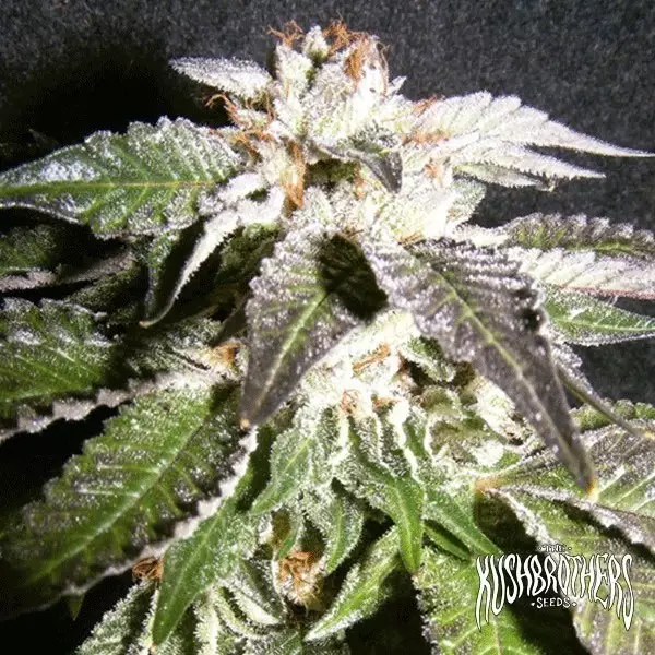 Sicht Confidencial OG planta de marihuana