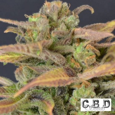 Auto Critical planta de marihuana