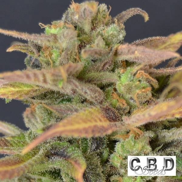 View Auto Critical planta de marihuana