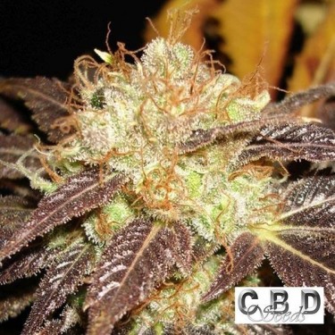 View Planta de marihuana