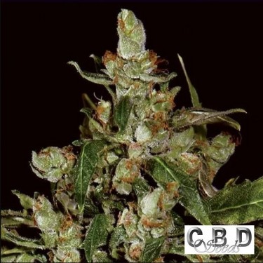 Auto Widow planta de marihuana