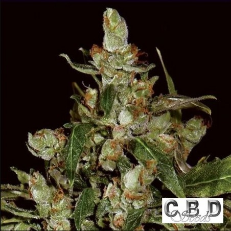 Auto Widow planta de marihuana