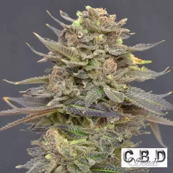 Sicht Planta de marihuana