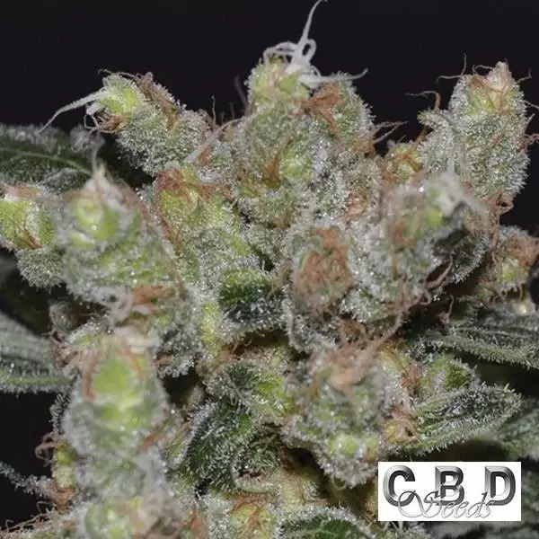 Sicht Planta de marihuana