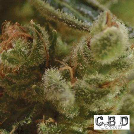Planta de marihuana
