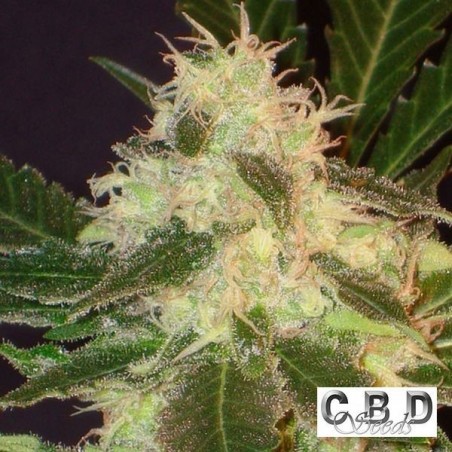 Planta de marihuana