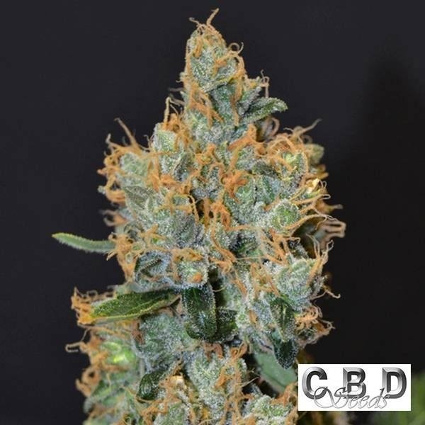 View Planta de marihuana