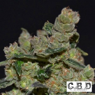 View Planta de marihuana