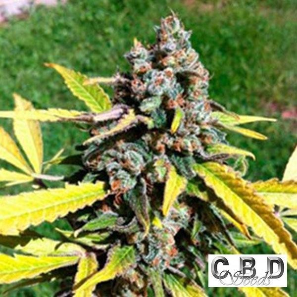 View Planta de marihuana