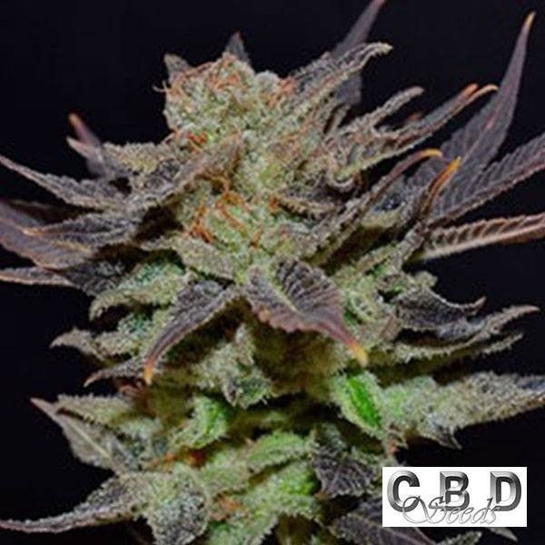 Planta de marihuana