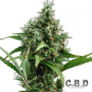 View Planta de marihuana