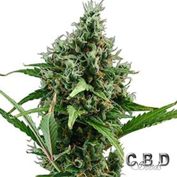 View Planta de marihuana