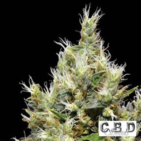 View Planta de marihuana