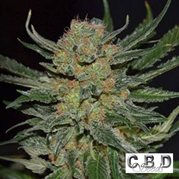 View Planta de marihuana