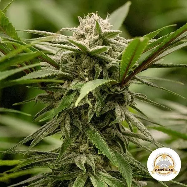 Sicht Planta de marihuana