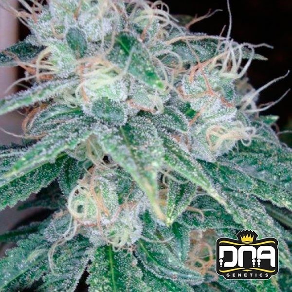 View Sour Diesel