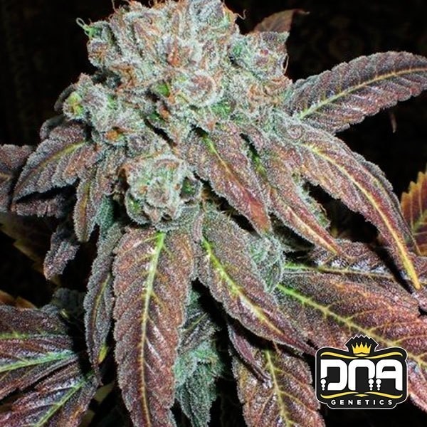 View Planta de marihuana