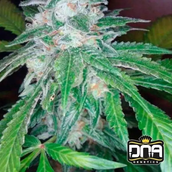 Sicht Planta de marihuana