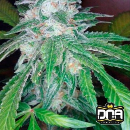 Planta de marihuana