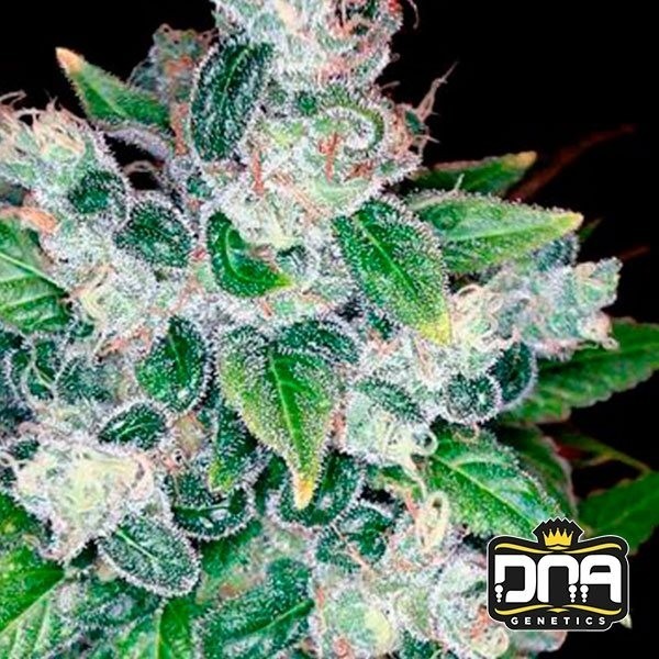View Kandy Kush