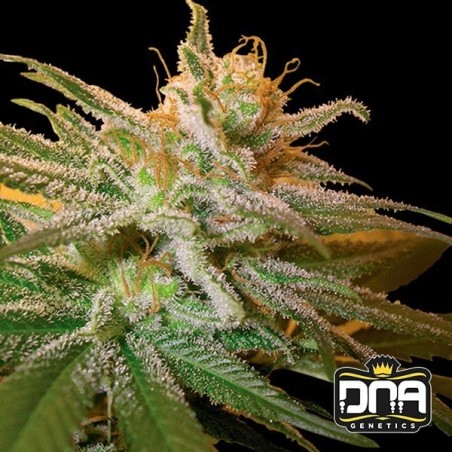 Kushberry