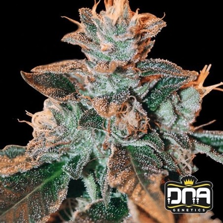 Cataract Kush