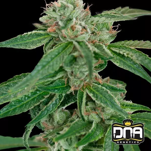 Sicht Planta de marihuana