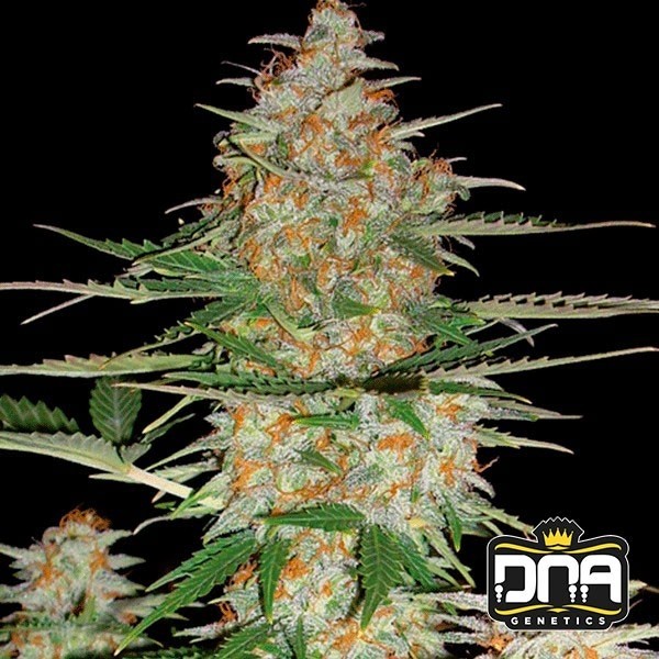 View Planta de marihuana