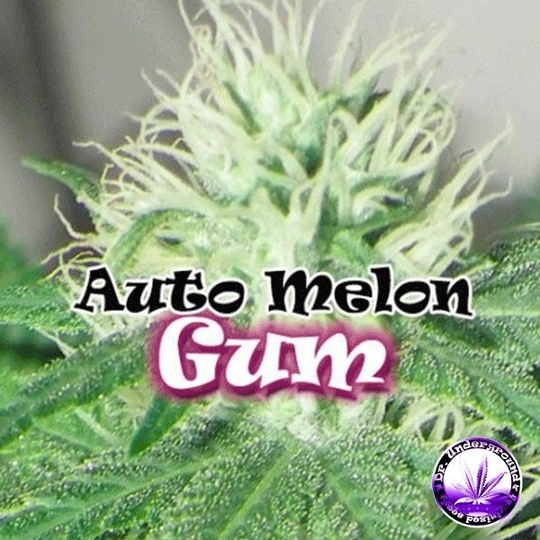 View Planta de marihuana